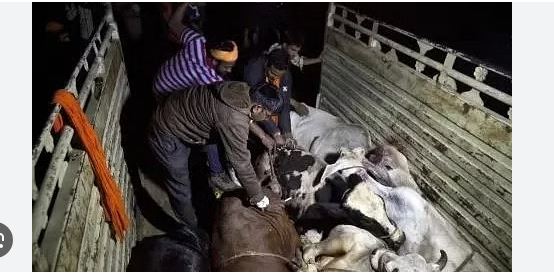 Karnataka BJP workers arrested for illegal cow transportation Karnataka BJP workers arrested for illegal cow transportation