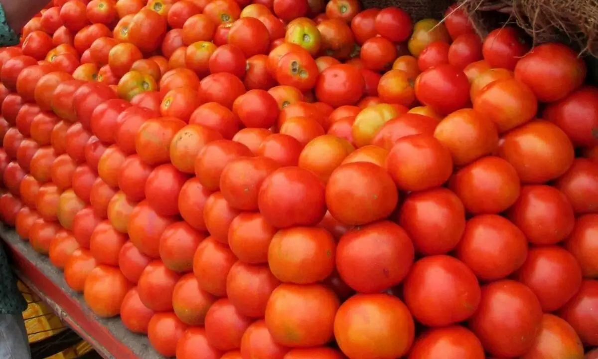 UP customs officials under scan for allegedly releasing seized tomatoes