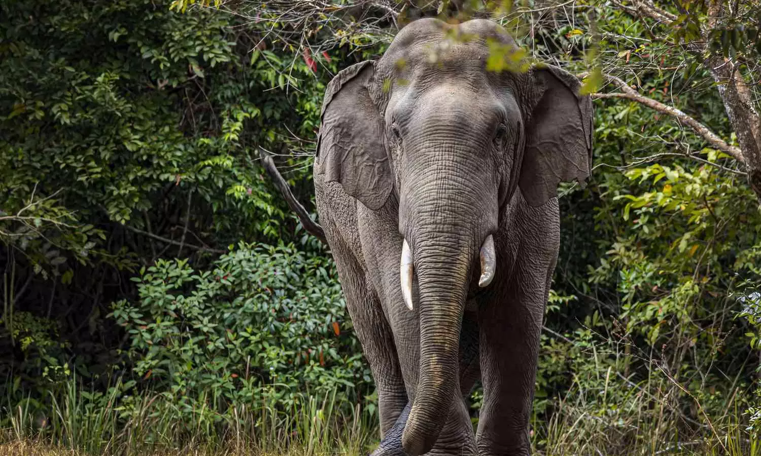 Wild elephant buried on private property in Kerala, Tusk missing