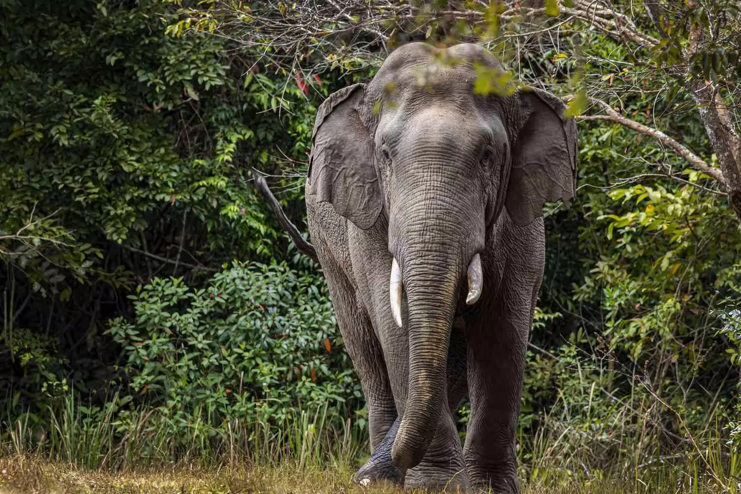 Wild elephant buried on private property in Kerala, Tusk missing