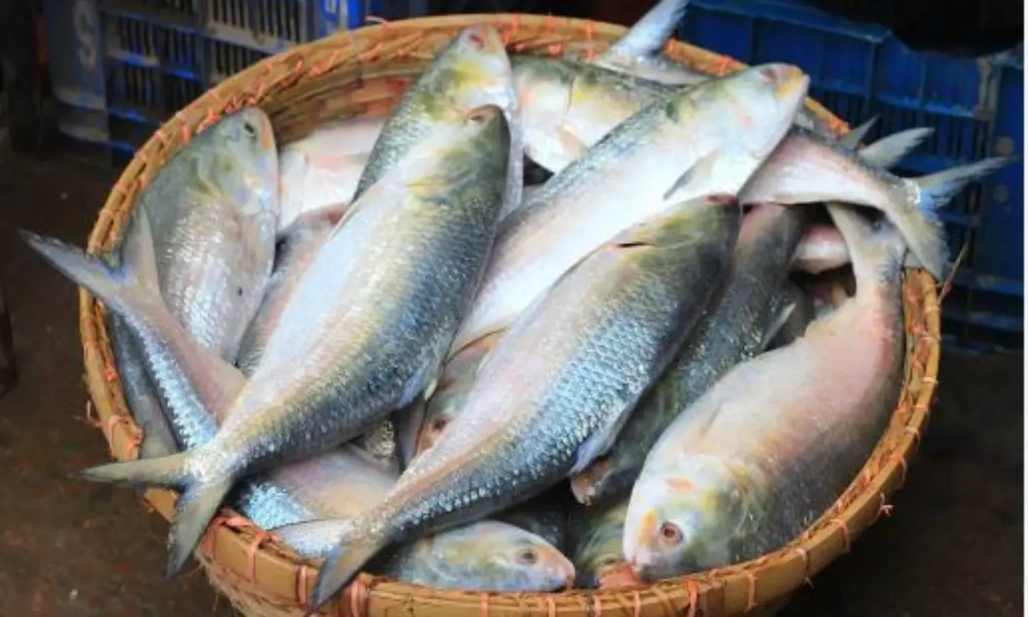 What makes Pulasa fish so expensive to be sold Rs 20,000 in Andhra