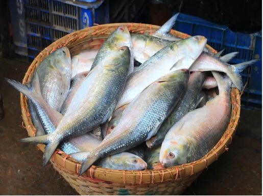 What makes Pulasa fish so expensive to be sold Rs 20,000 in Andhra What makes Pulasa fish so expensive to be sold Rs 20,000 in Andhra
