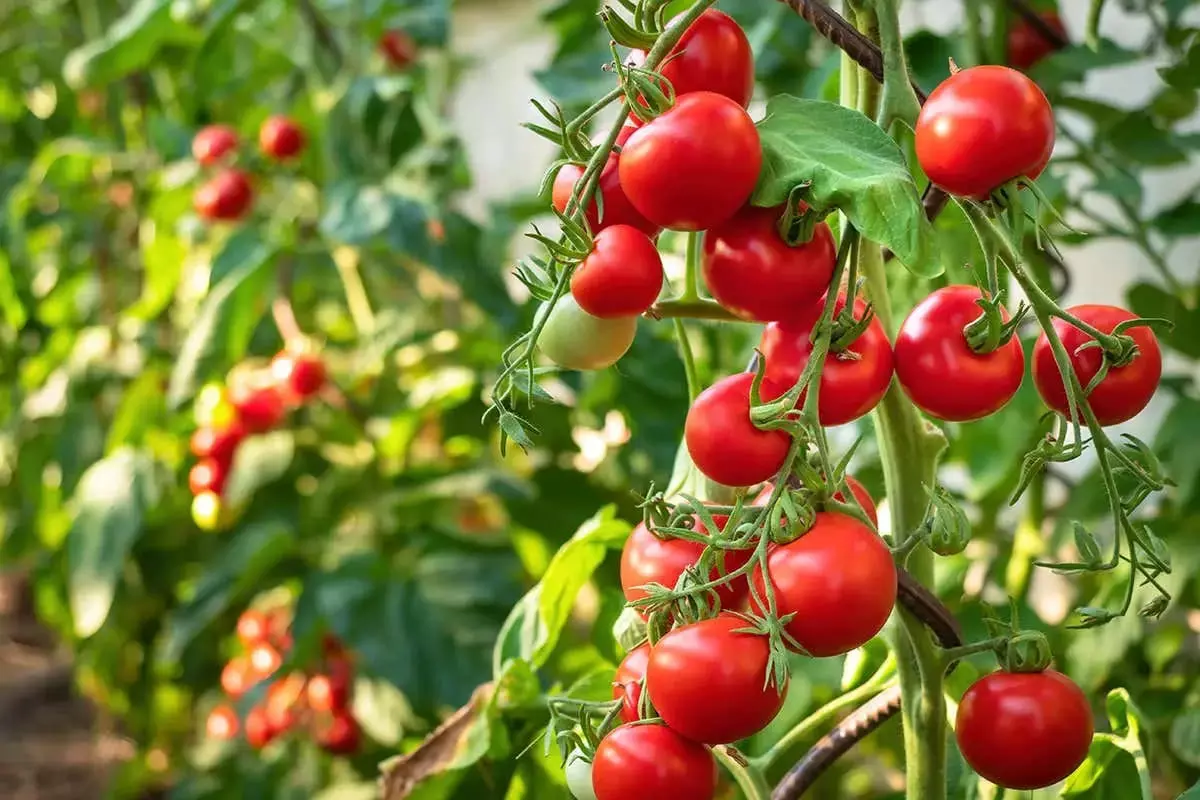 Pune tomato farmer becomes millionaire in a month as prices soar