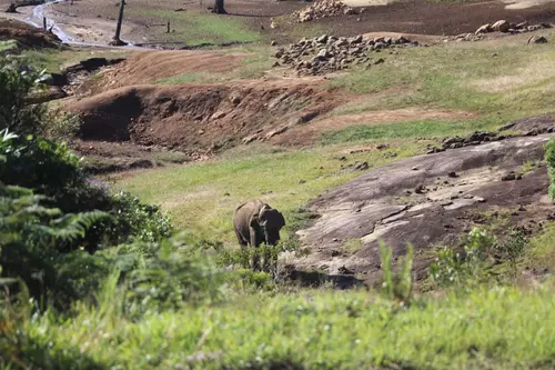 Wild elephant destroying crops captured in Erode, translocated Wild elephant destroying crops captured in Erode, translocated
