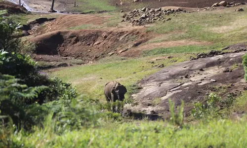 Wild elephant destroying crops captured in Erode, translocated