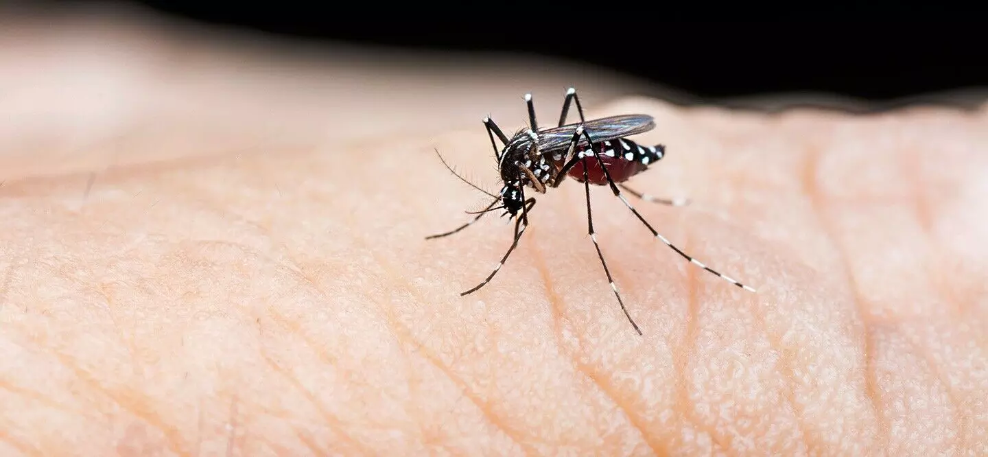 Bangladesh dengue outbreak: death toll hits 201