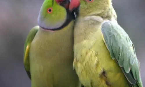 Bengal govt to ban keeping Indian bird species as pets