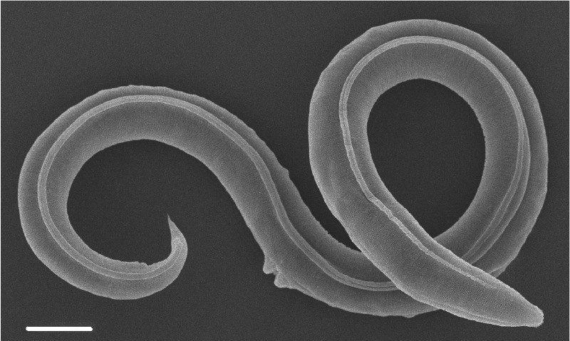 Scientists claim reanimating 46,000-year-old frozen ancient arctic worms Scientists claim reanimating 46,000-year-old frozen ancient arctic worms