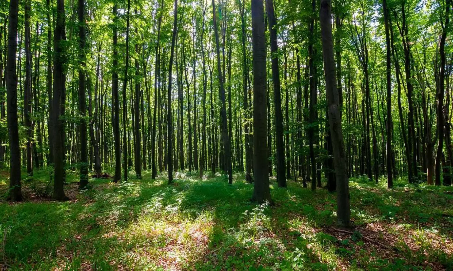 A law not conducive to forest conservation or national security