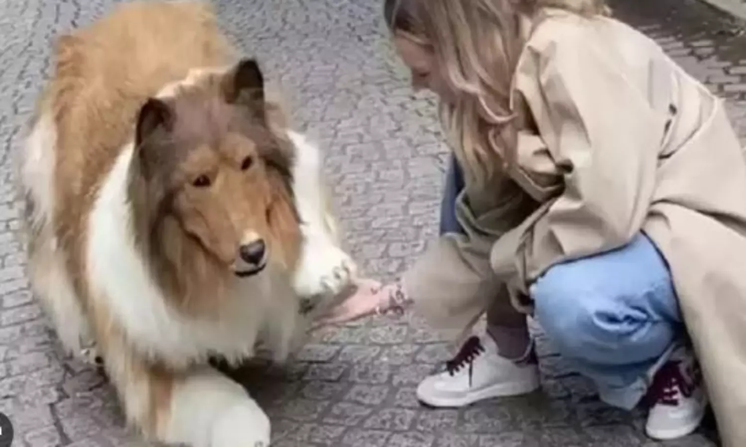 Japanese man spends Rs12 lakhs to fulfil his dream of becoming a dog, watch video