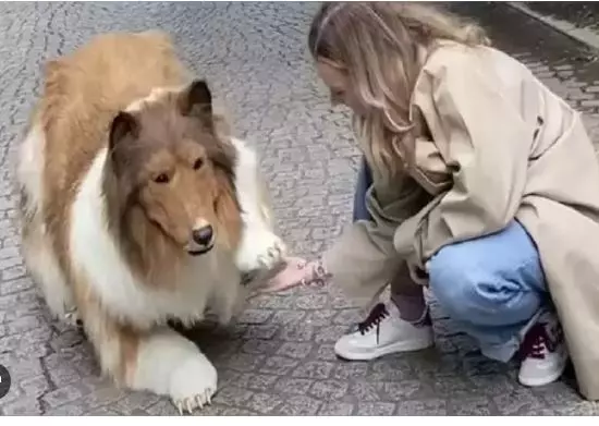 Japanese man spends Rs12 lakhs to fulfil his dream of becoming a dog, watch video Japanese man spends Rs12 lakhs to fulfil his dream of becoming a dog, watch video
