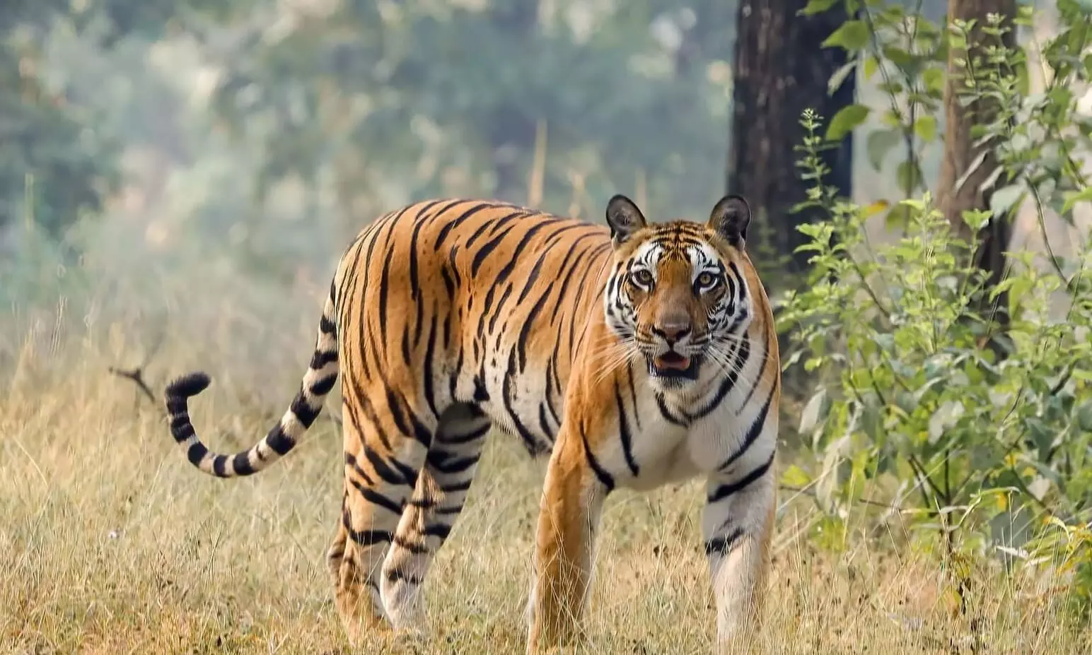 Tiger roams inside MP’s Jagran University, creates panic