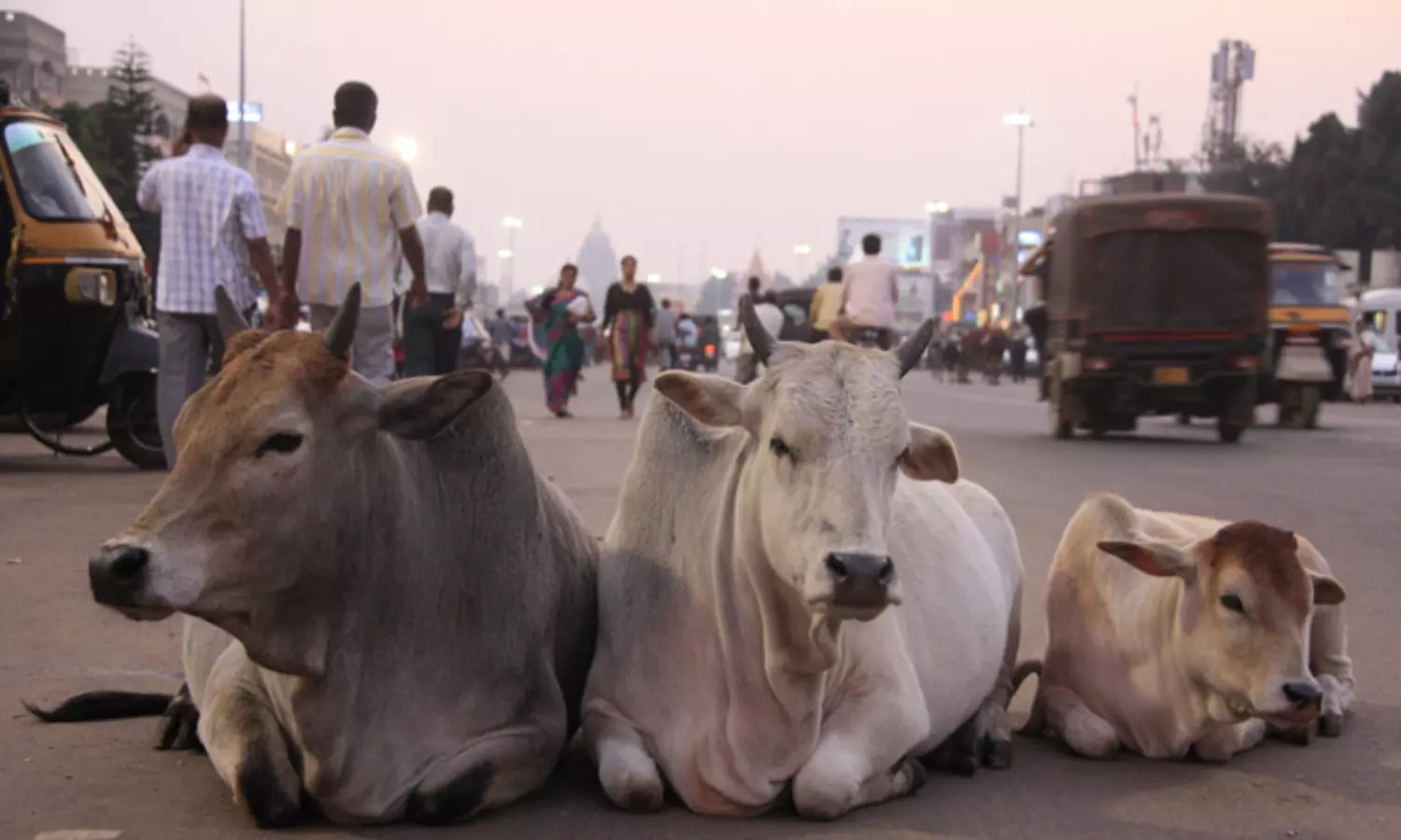 Four held in UPs Saharanpur for slaughtering and feasting on cow