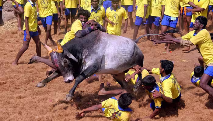 Tamil Nadu govt mulling on unique IDs for Jallikattu bulls