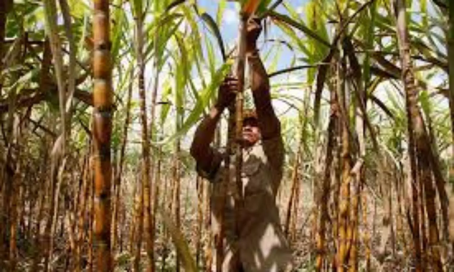 India to ban sugar exports after patchy rains hit production: report
