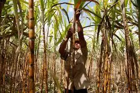 India to ban sugar exports after patchy rains hit production: report