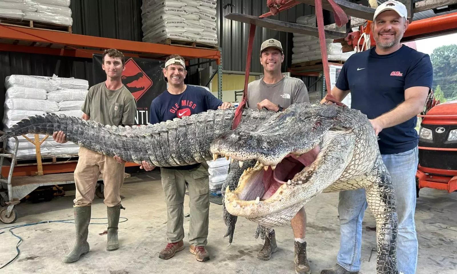 Mississippi hunters capture huge 14-ft alligator weighing 364 Kg Mississippi hunters capture huge 14-ft alligator weighing 364 Kg