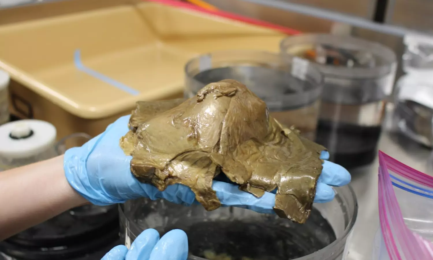 Dont know what it is: Scientists about golden egg from Pacific Ocean