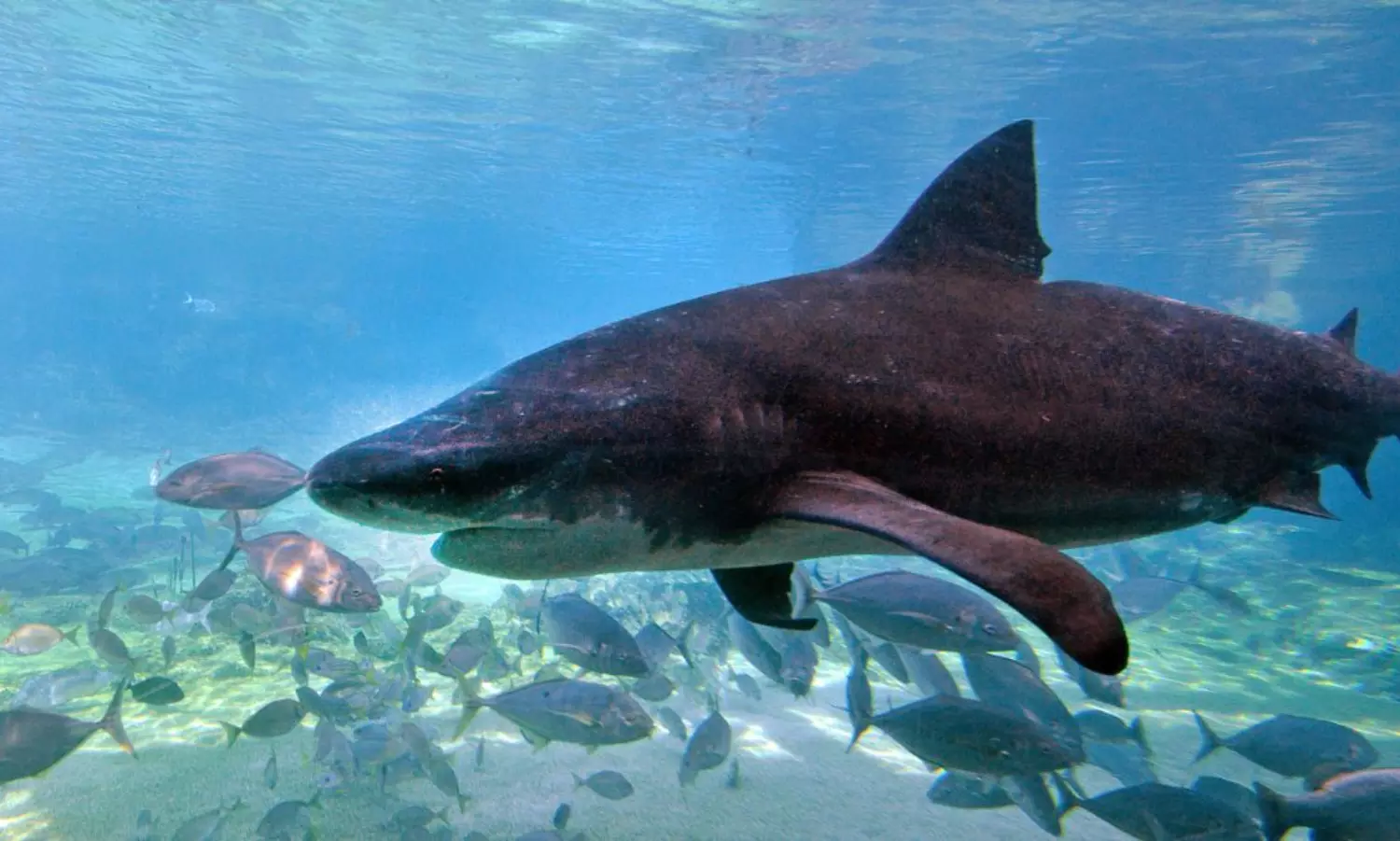 Sharks attack a boat in Coral Sea, three men rescued