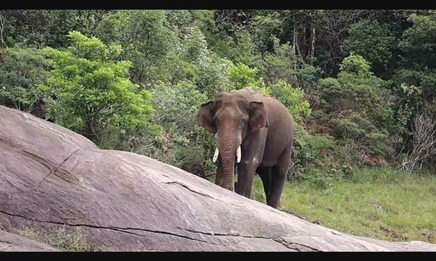 Tusker Arikomban spotted near densely populated tea estate in TN