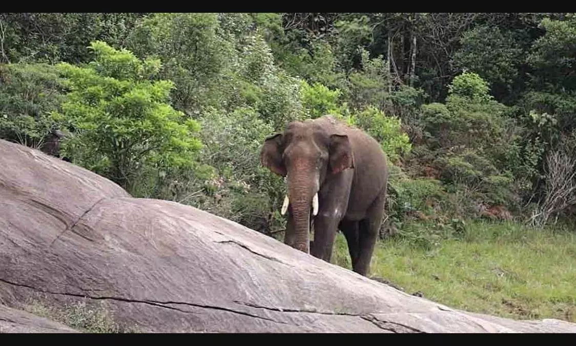 Tusker Arikomban spotted near densely populated tea estate in TN