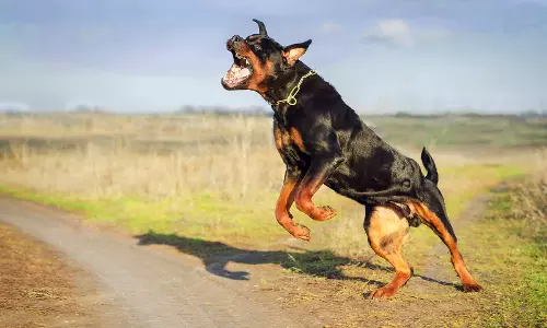 Kerala cops face threat from dogs trained to bite anyone in ‘Khaki’