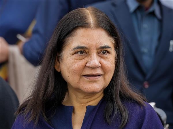 ISKCON biggest cheat; sells cows to butchers: Maneka Gandhi