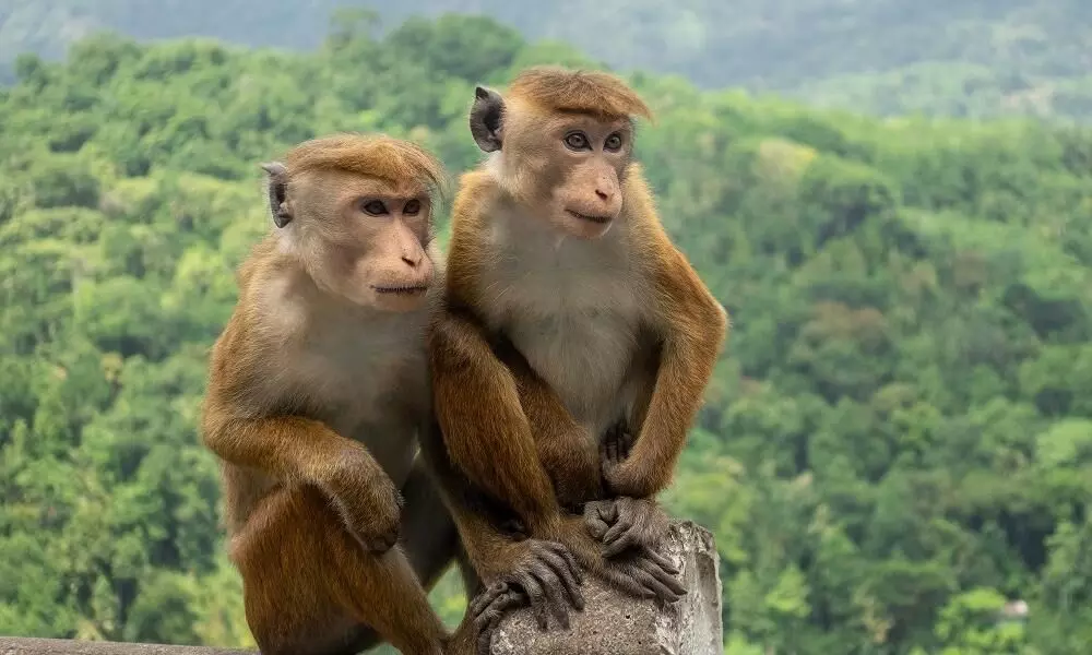 After China, more countries request for monkeys: Sri Lanka