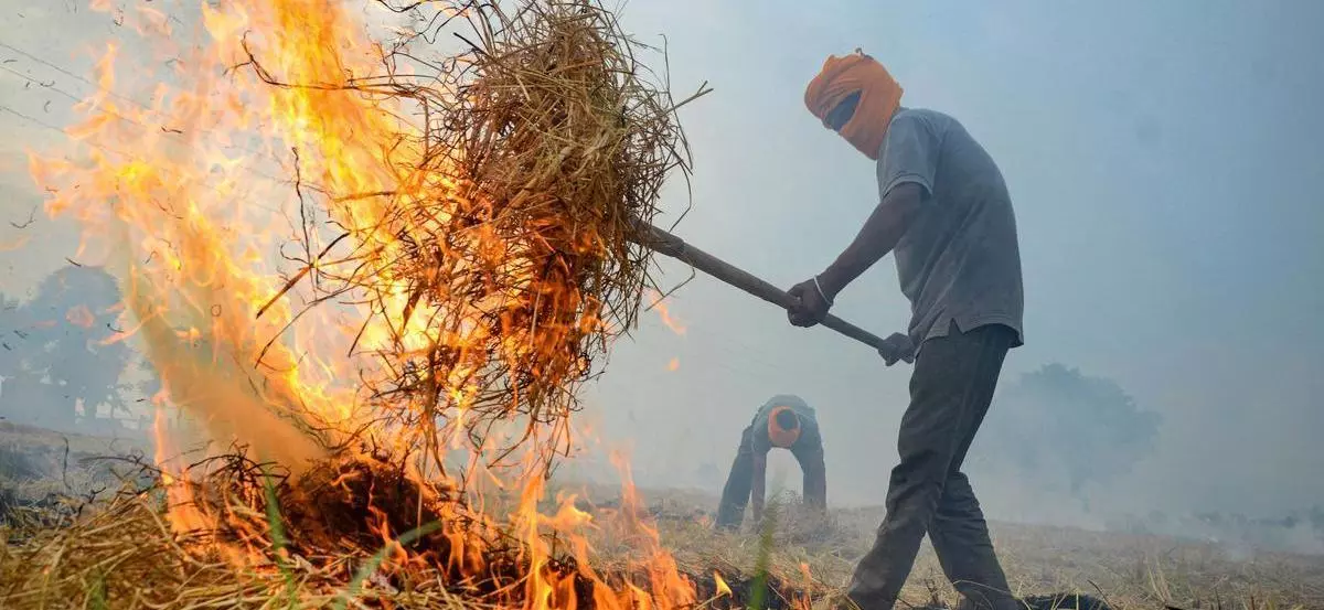 stubble burning