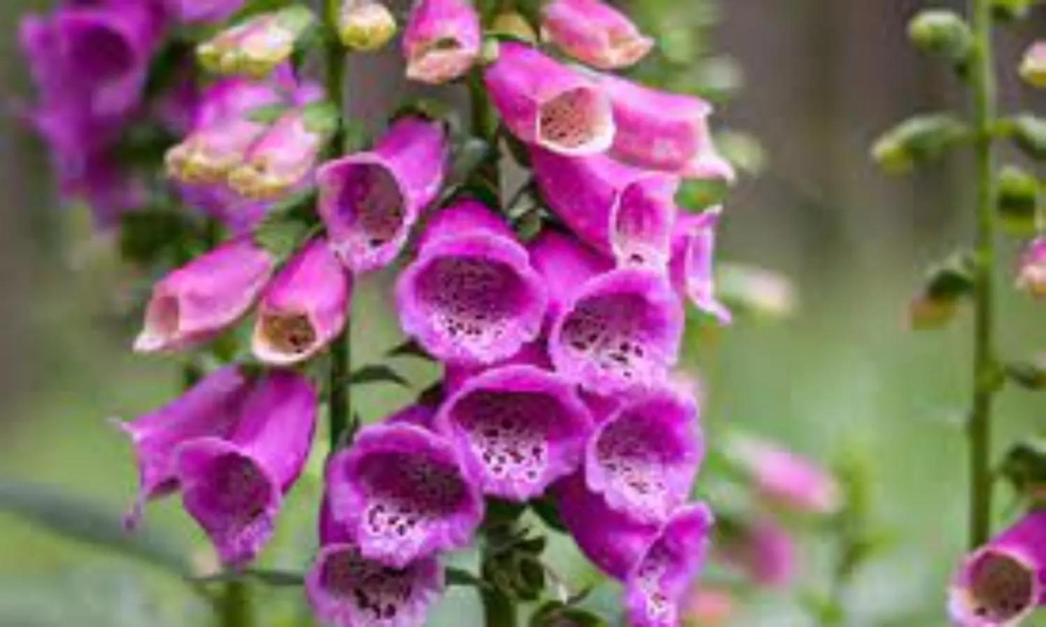 This plant with beautiful flowers can give you a heart attack: expert