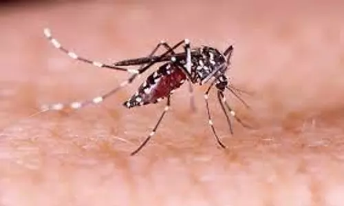 Dengue cases cross 13,000 mark in Bihar