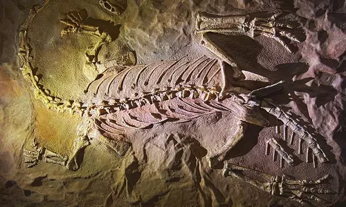 4 US citizens booked for selling dinosaur bones to China