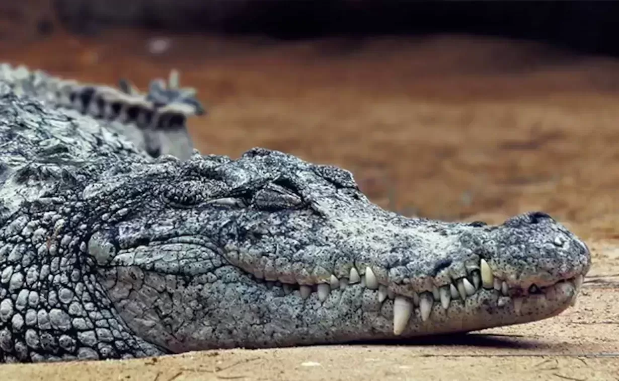 6-ft crocodile crawls into UP house, stays indoors for 3 hrs before rescued