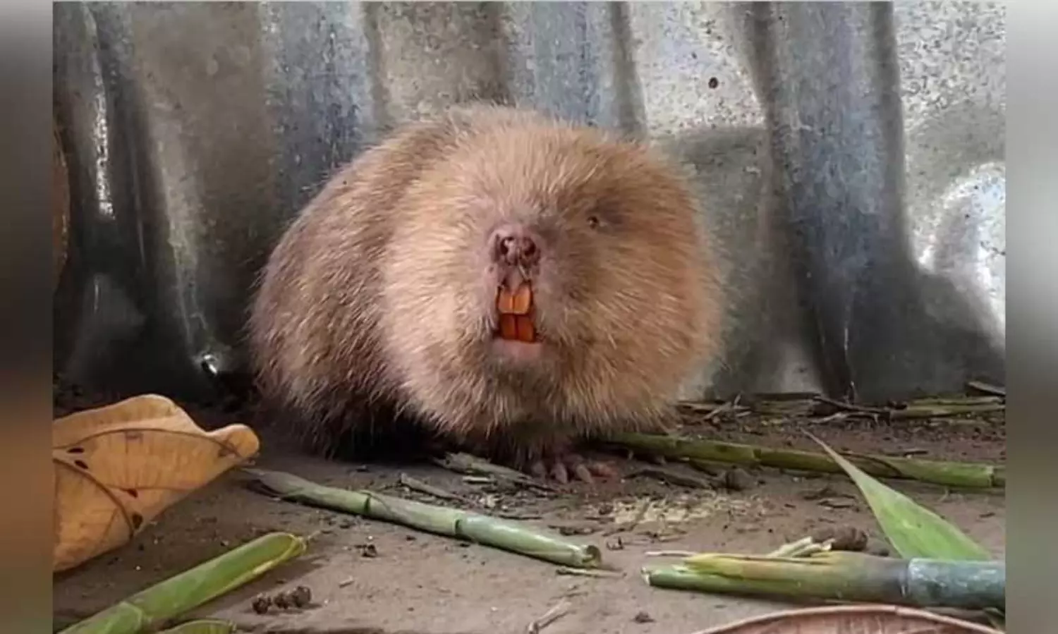 Rare species of bamboo rat spotted in north Bengal