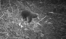 long-beaked echidna