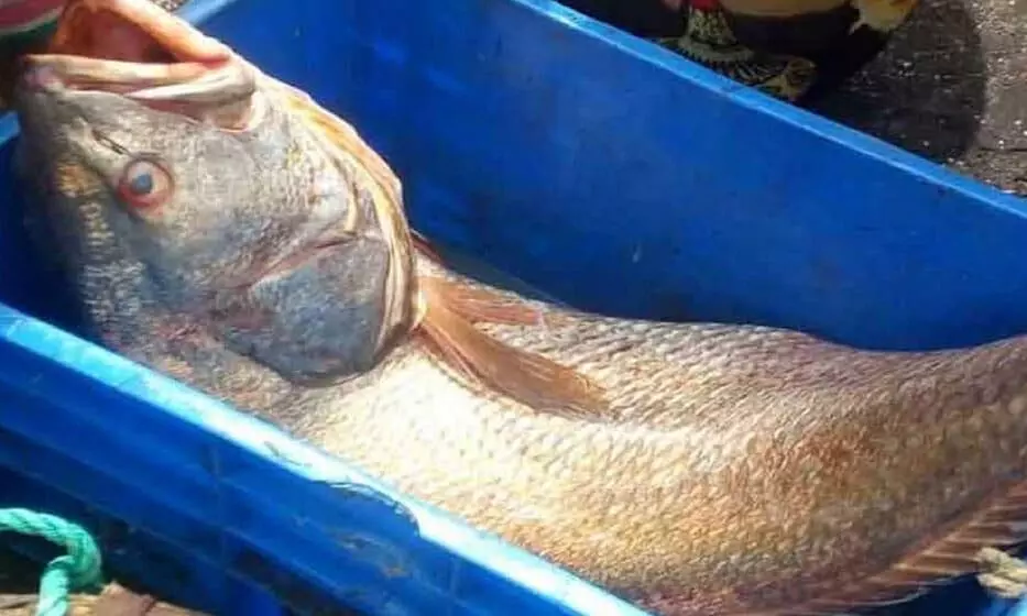 Pak fisherman becomes millionaire overnight after selling rare golden fish