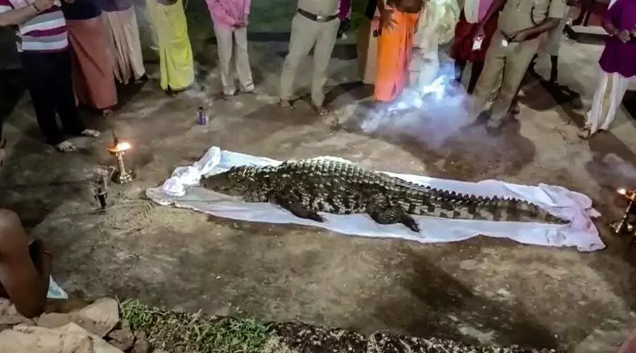 New crocodile appears at Kasaragod temple year after a vegetarian one died