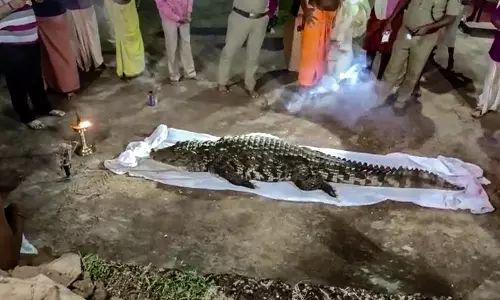 New crocodile appears at Kasaragod temple year after a vegetarian one died