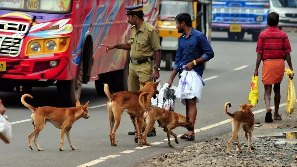 Five-year-old mauled to death by stray dogs in UP