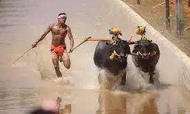 buffalo race buffalo race