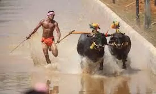 buffalo race