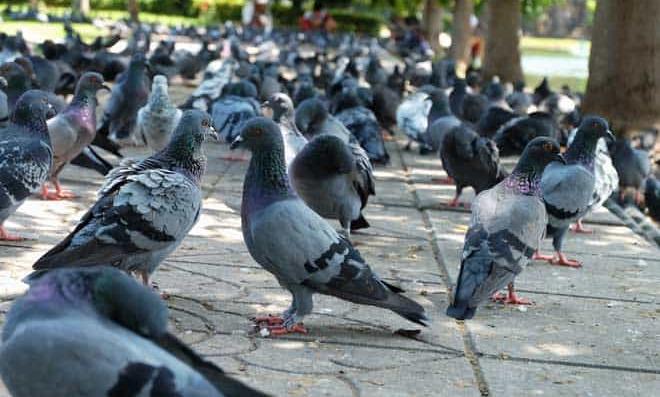 ‘It’s up to the pigeons to avoid cars,’ driver arrested for driving over pigeon in Japan ‘It’s up to the pigeons to avoid cars,’ driver arrested for driving over pigeon in Japan