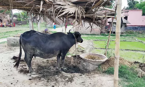 Baby suffocates to death in UP as buffalo drops dung on face