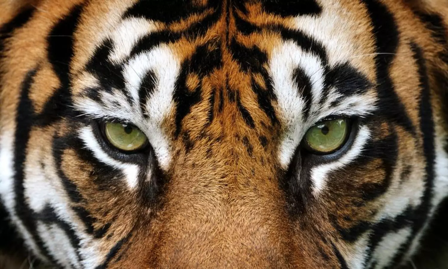 Tiger killing man in Kerala: govt issues kill order