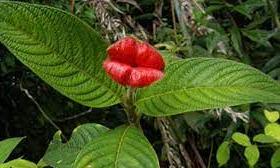 hot lips plant