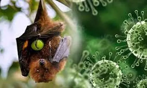 Covid vaccine can prevent deadly Nipah virus: researchers claim