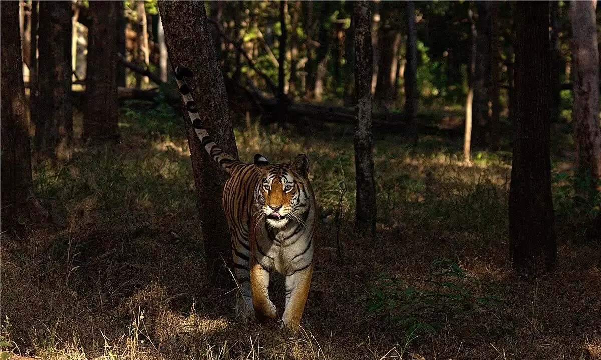 Pench Tiger Reserve in Maharashtra becomes Indias 1st Dark Sky Park