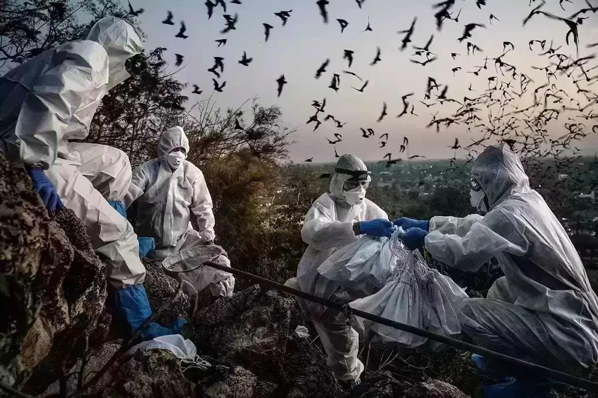 New bat virus capable of infecting humans found in Thailand cave