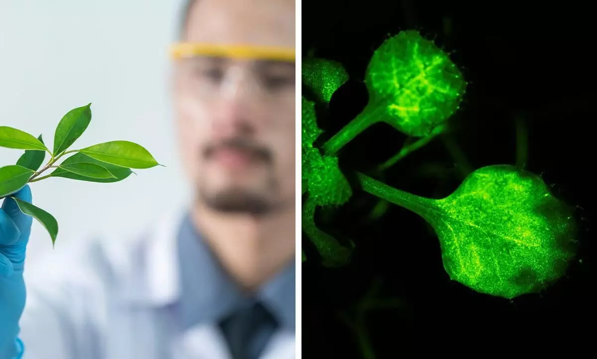 Japanese scientists capture plants talking in real-time