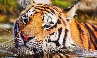 Tiger electrocuted in Gomarda Sanctuary: 5 held for laying live wire